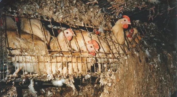 Hens in battery cages